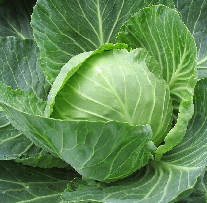 Organic Cabbage Seeds, Heirloom, FRESH Garden seed