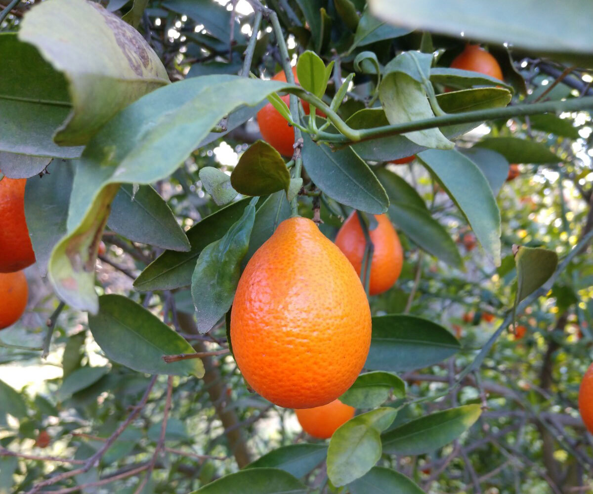 Citrus INDIO MANDARINQUAT – COLD HARDY Tree SEEDS!