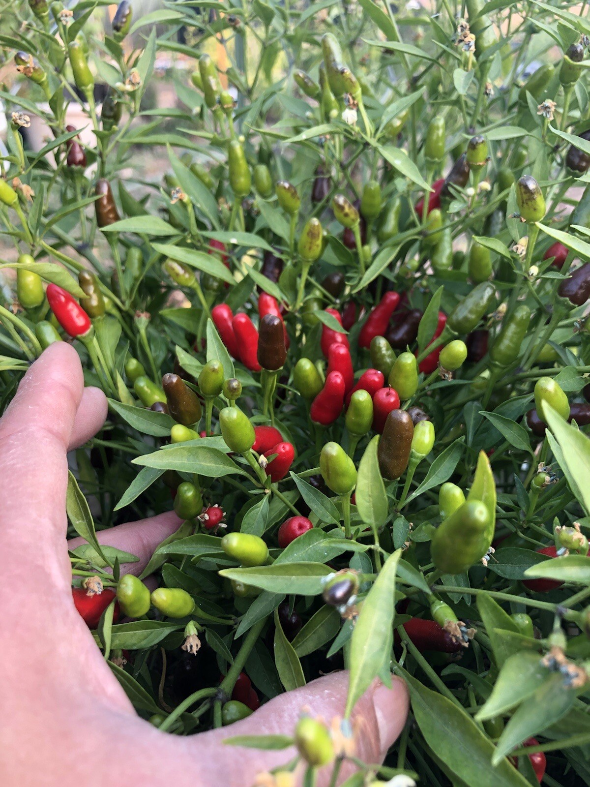 birds eye/ Siling Labuyo Chili hot Peppers Organic US Home Grown Real Seed