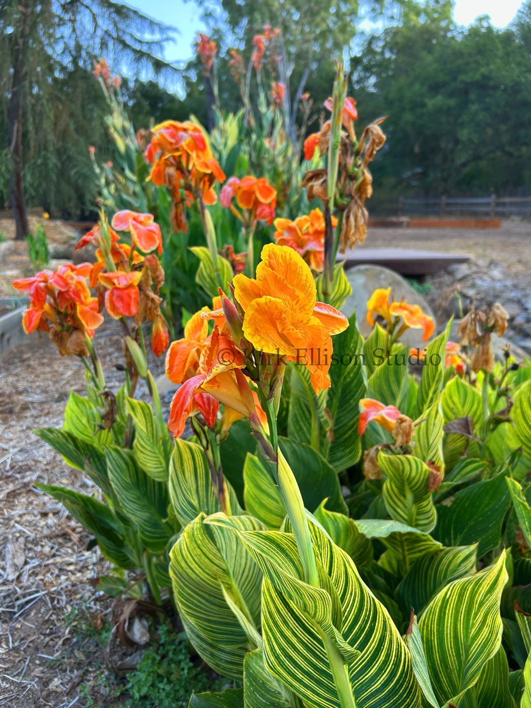 Canna Lily (1) Rhizome “BENGAL TIGER” a.k.a. “PRETORIA” Variegated Foliage!