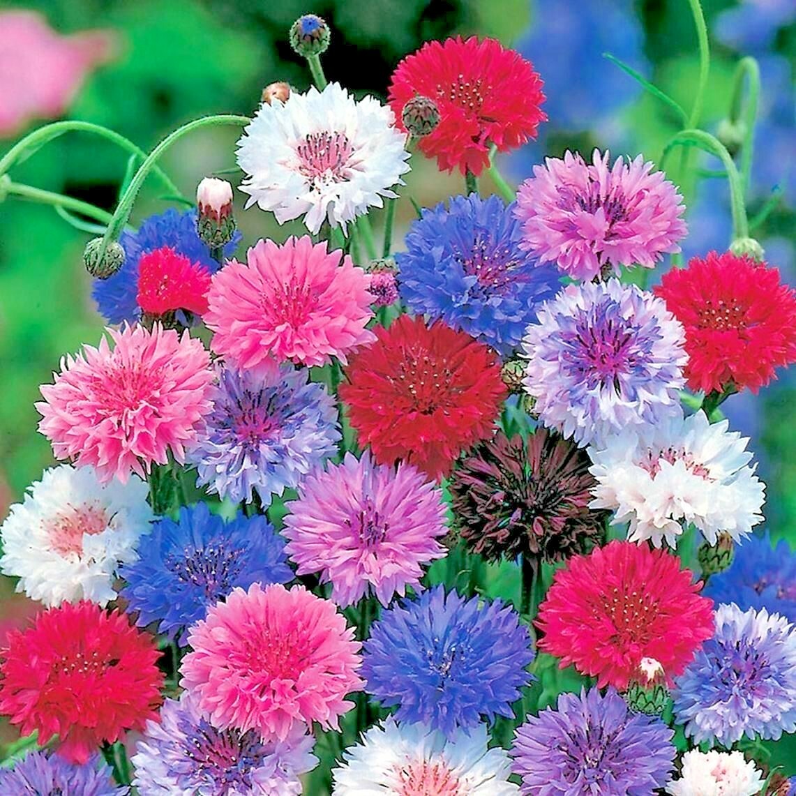 500+CORNFLOWER BACHELOR BUTTON Mixed Seeds Cut Dried Flowers Garden Container