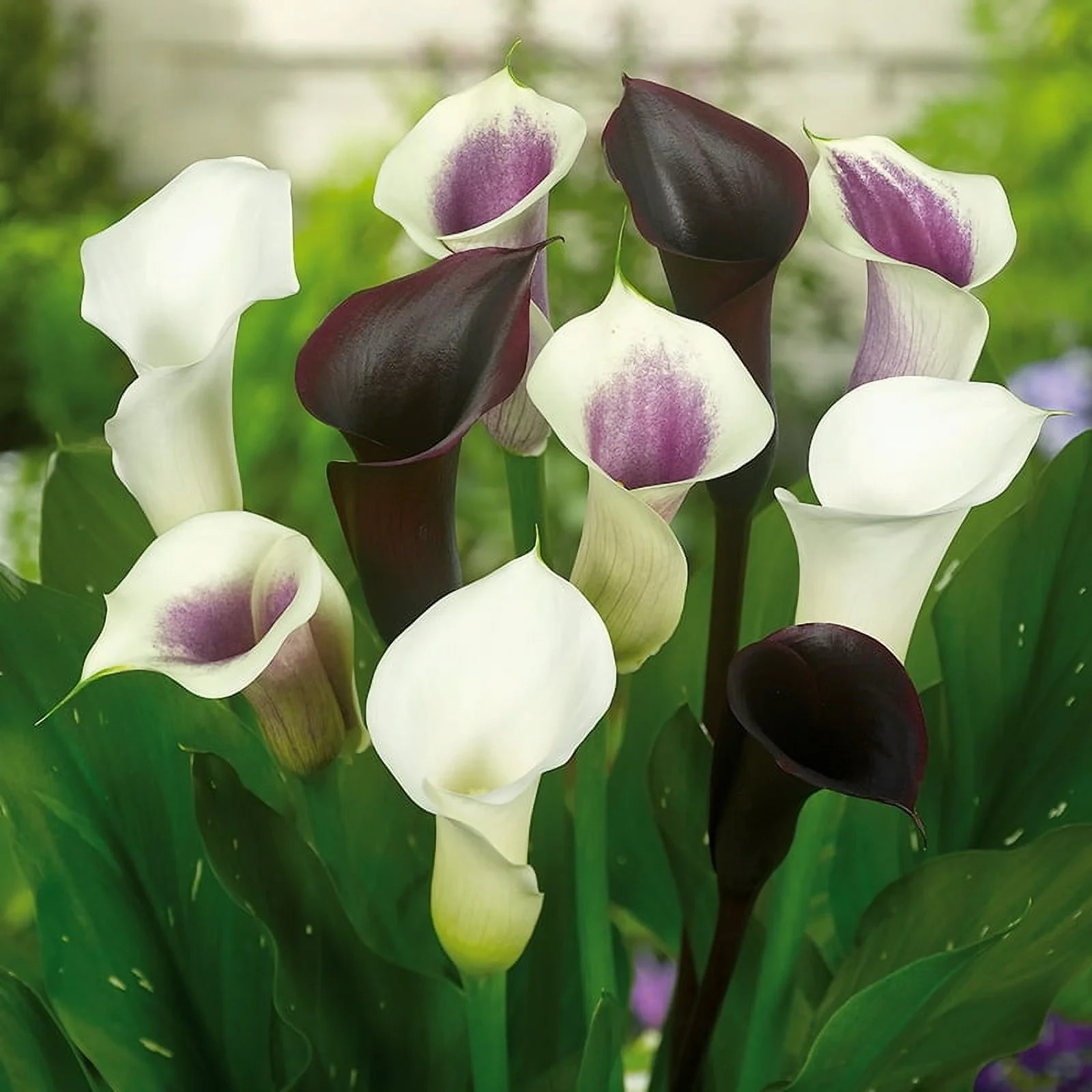 4 Calla Lily Flowers Bulbs Black Schwarzwalder Gothic Flower Gardens Plants