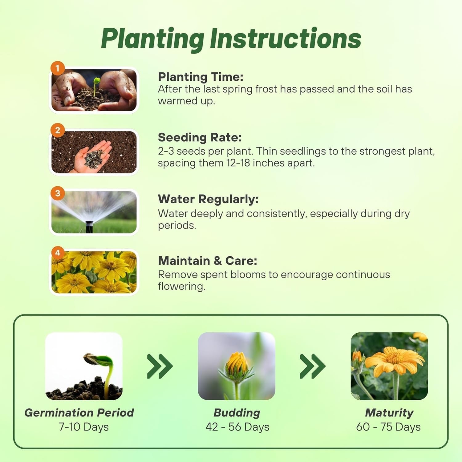 Yellow Torch Mexican Sunflower Seeds – 500 Pcs Annual, Easy-to-Grow, Yellow T…