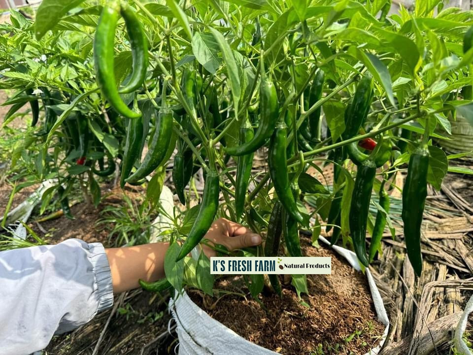 Cayenne Long Thin Red/ Goat Horn Pepper Seeds- hạt giống Ớt Chỉ Địa/ Ớt Sừng