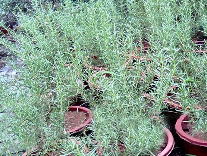 50+Rosemary seeds Evergreen shrub Culinary Perennial Garden Container Herb USA