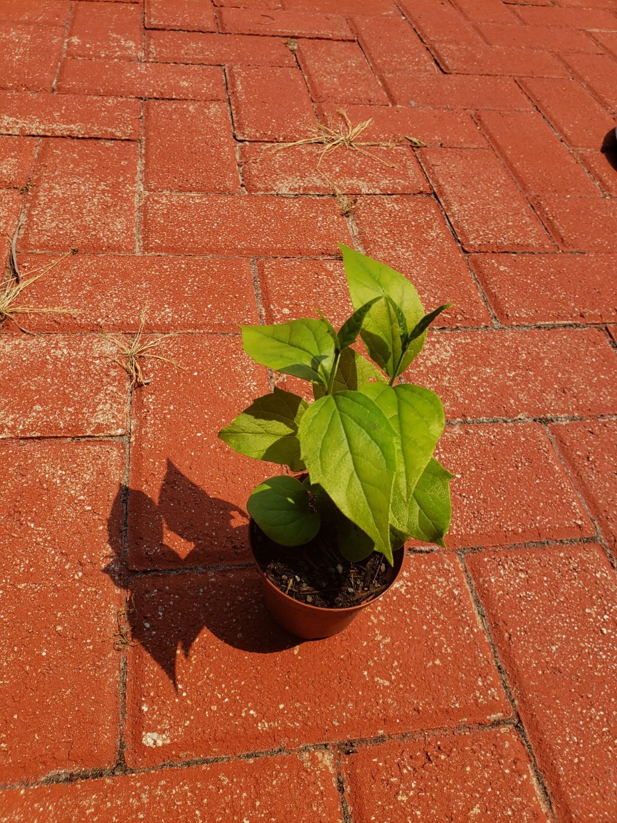 Parijat Harshinger Night Jasmine Live plant Healthy Roots-US seller-Free Shippin