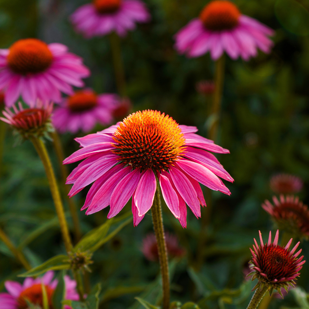 Fresh Echinacea Seeds | Purple Coneflower | Heirloom Non-GMO | Flower Seeds