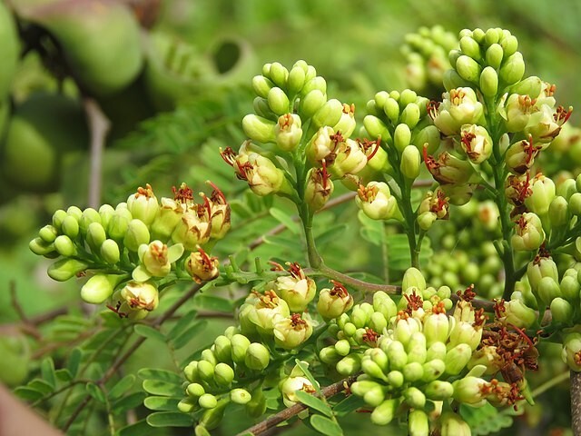 Caesalpinia coriaria | Divi Divi | 10 Seeds