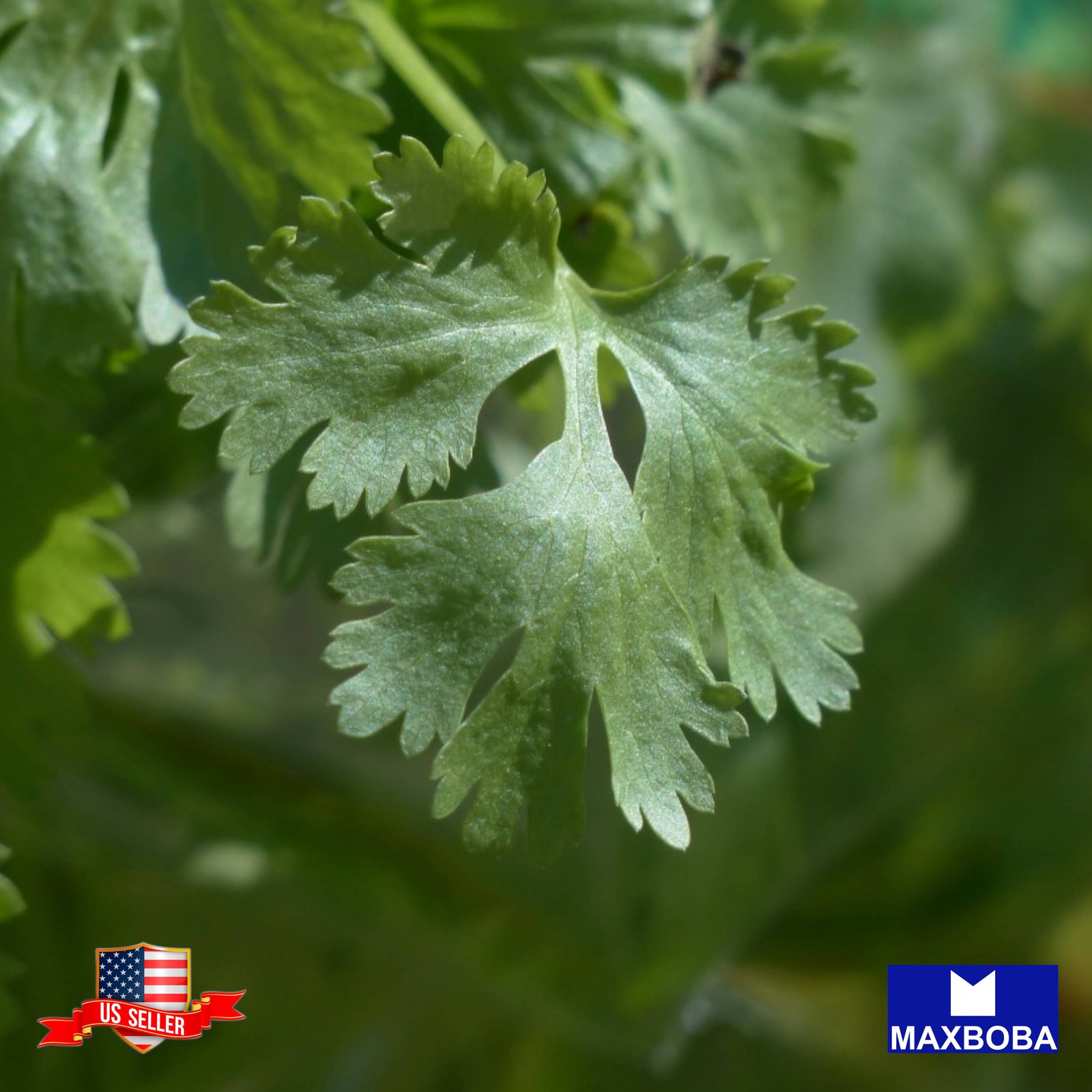 Parsley 500 Seeds Forest Green Non-GMO Heirloom BTGO 75% OFF