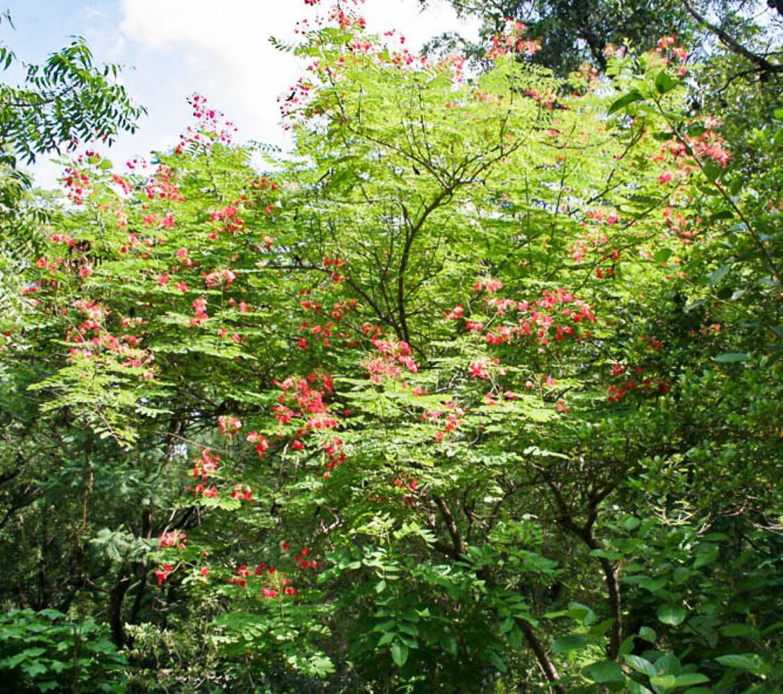 10 RED BIRD OF PARADISE Caesalpinia Pulcherrima Barbados Peacock Flower Seeds