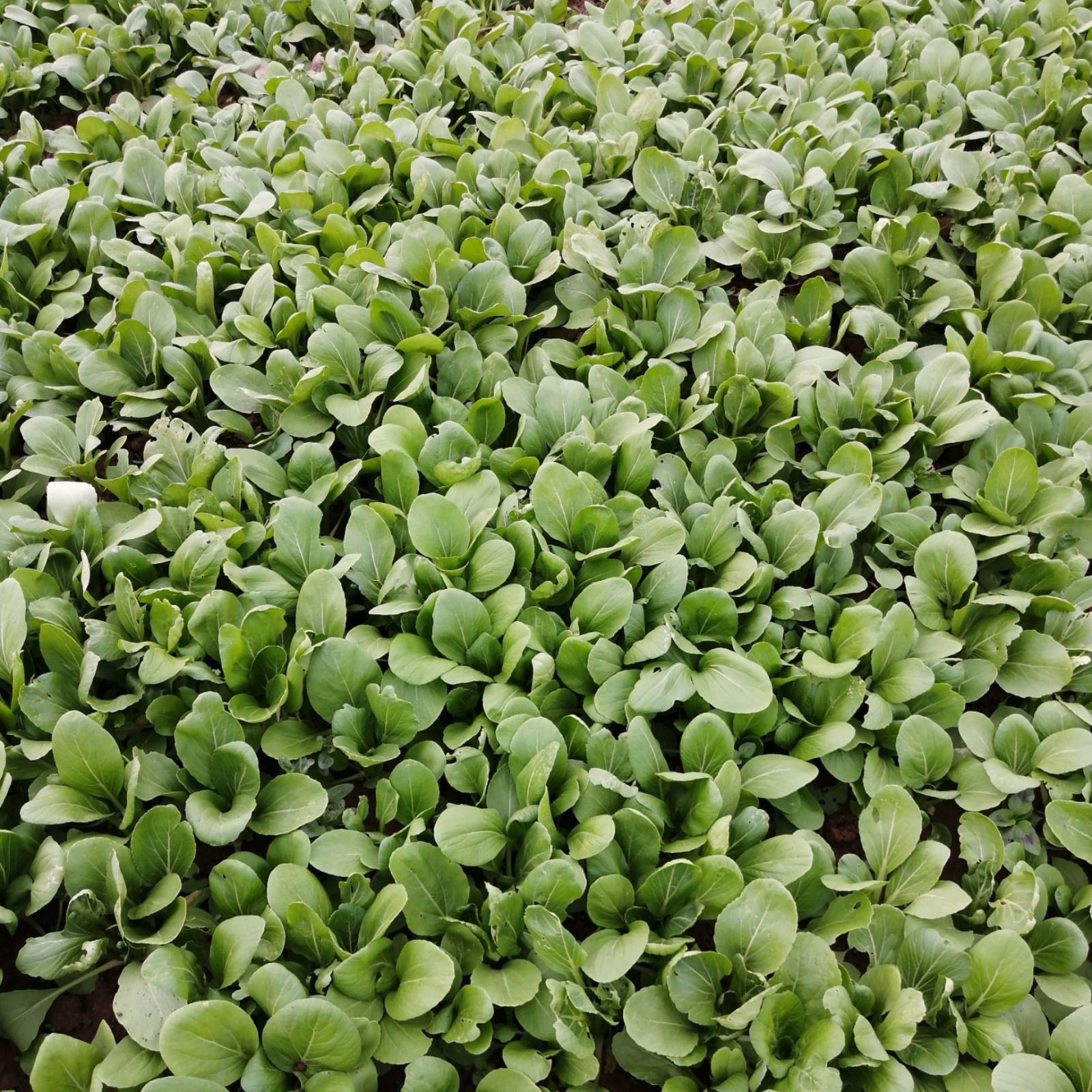 Brassica -Atlas Crisp