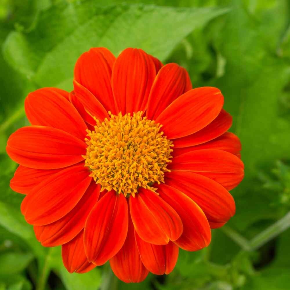 Ornamental Sunflower Seeds: Dwarf, Medium Height and Super Tall!!