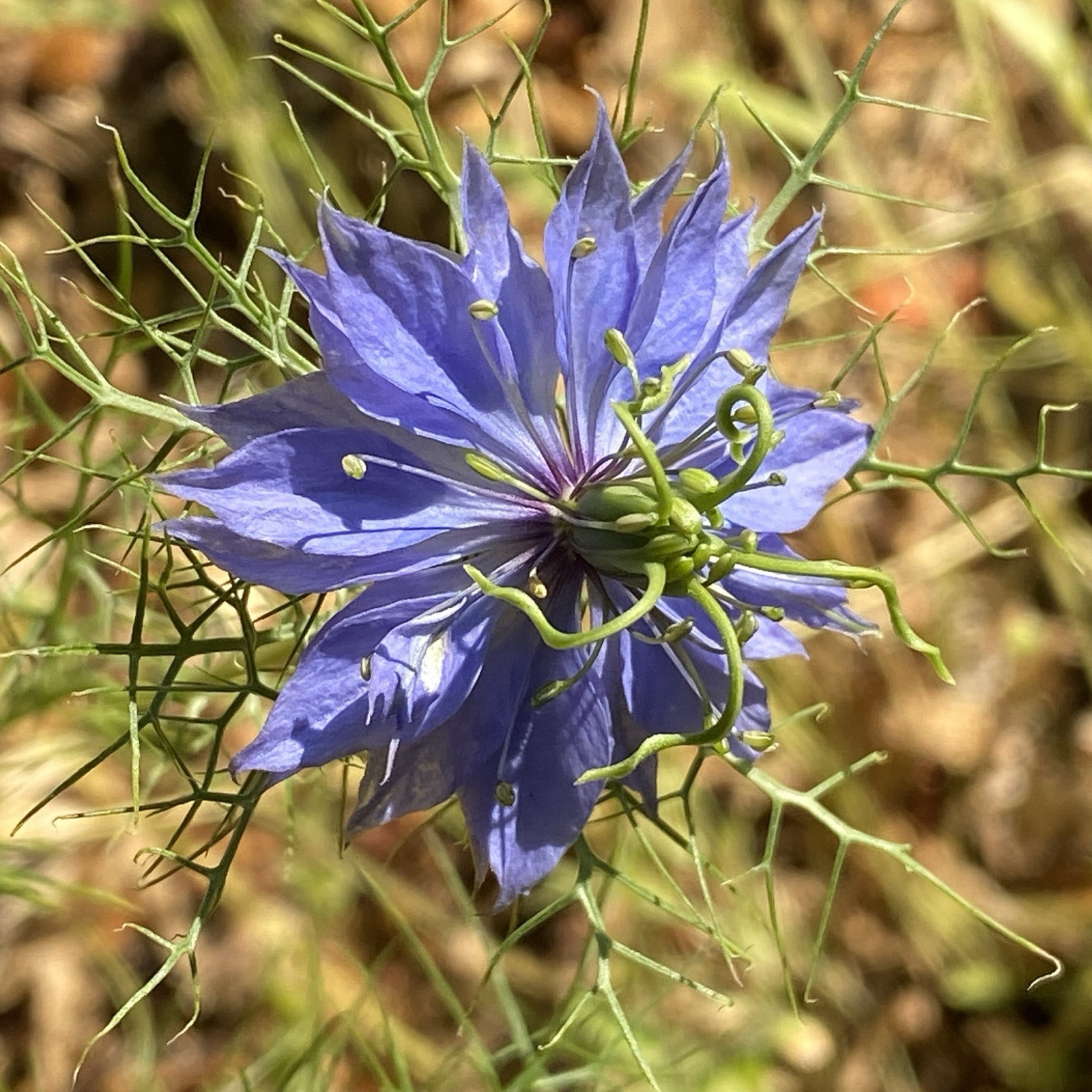 3,000 + Love In a Mist Organic Nigella Flower Seeds Unique Cut Decorative Pods