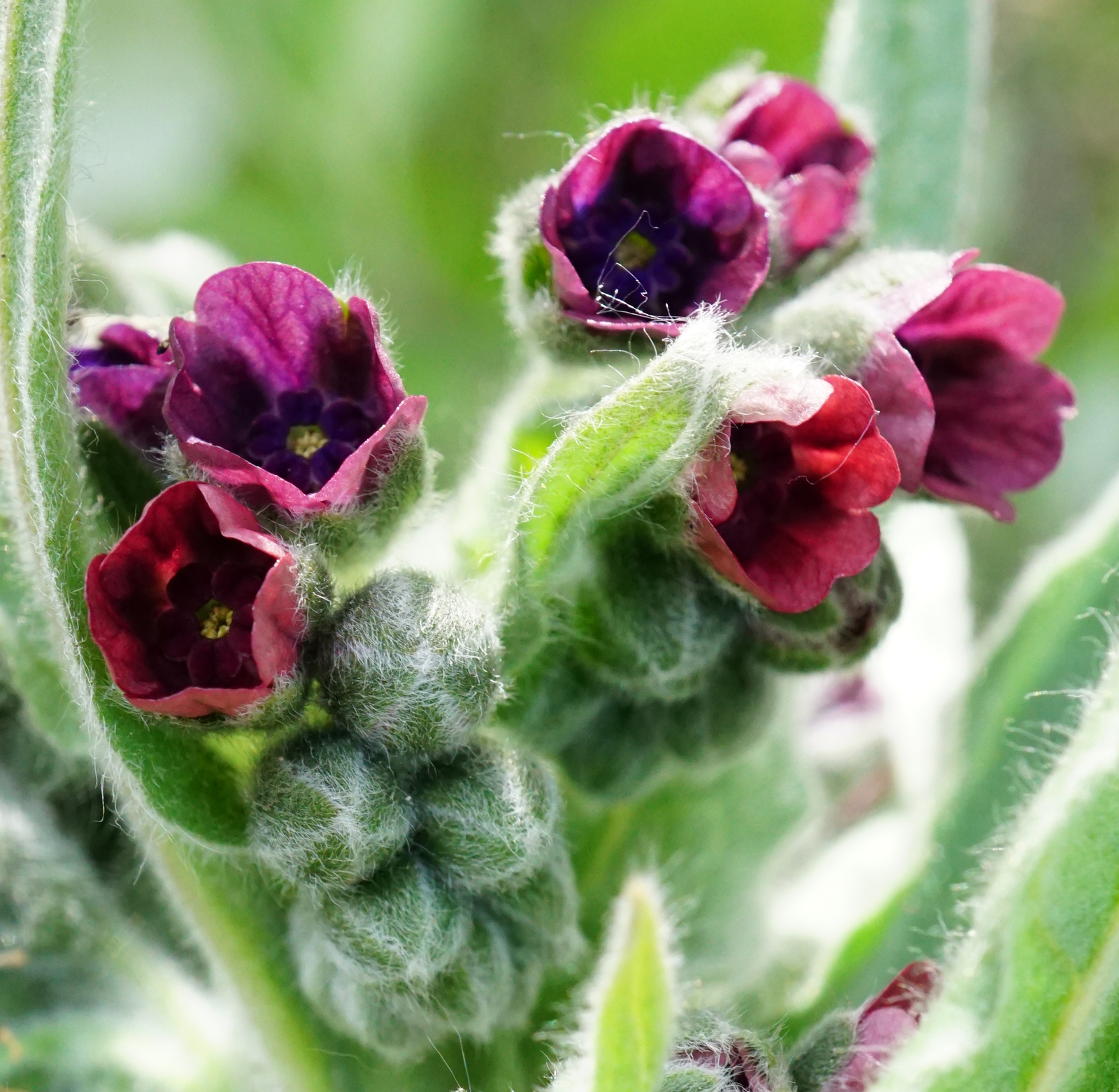 20 GYSPY FLOWER Seeds (Cynoglossum officinale) | NON-GMO | Free shipping