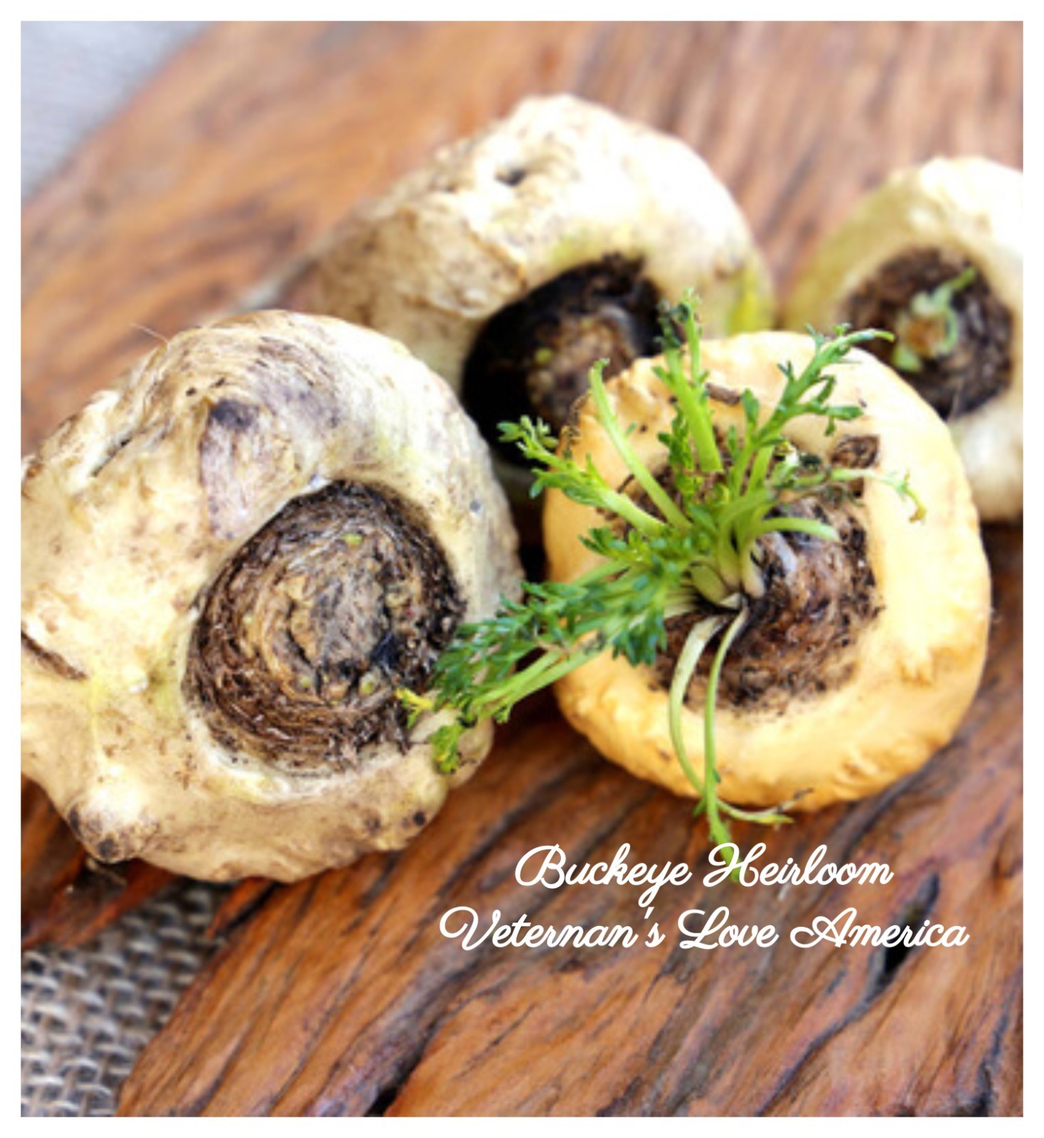 Maca Seeds | Peruvian Ginseng or Pepper weed, Lepidium Meyenii | 25 Seeds