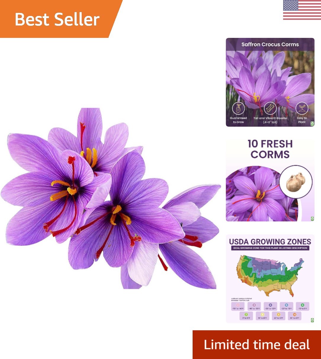 Stunning Fall Blooms – 10 Large Saffron Crocus Corms for a Beautiful Garden