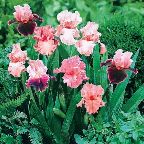 Sun Devil Bicolor Bearded Iris Rhizome, Yellow & Purple Flowering Plant, Root