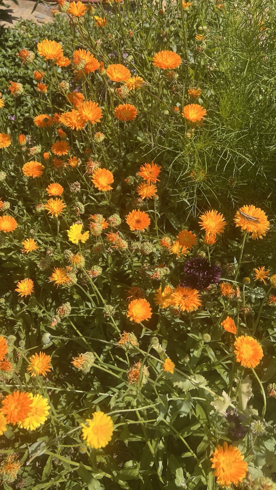Medicinal Calendula (Calendula officinalis) 2 Gr. organic, DEER RESISTANT!