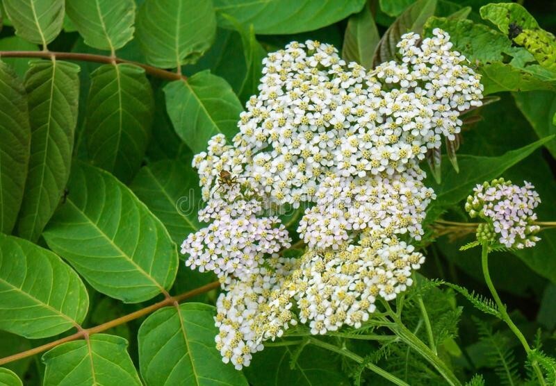 6 American Ash Tree Seeds