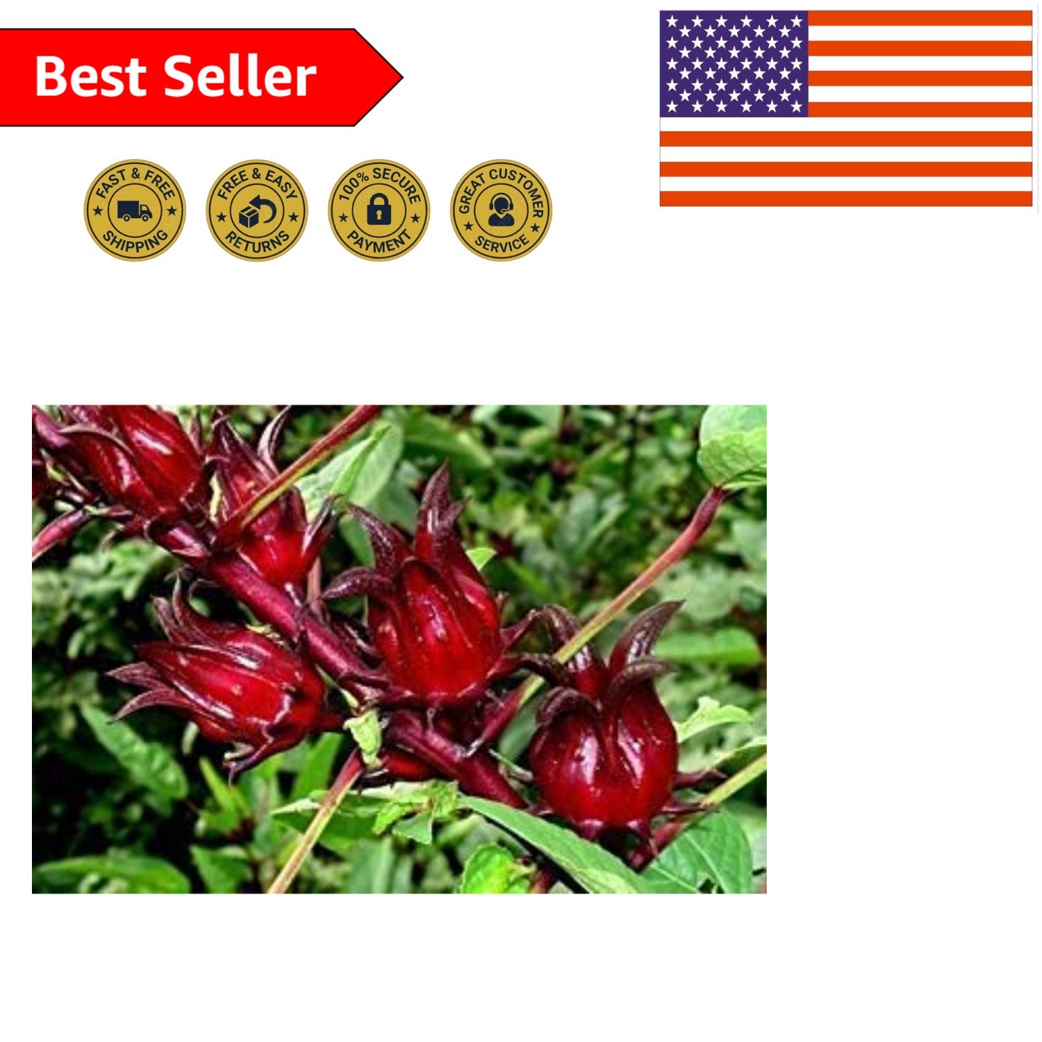50 Jamaican Sorrel Seeds – Florida Cranberry & Indian Roselle Variety