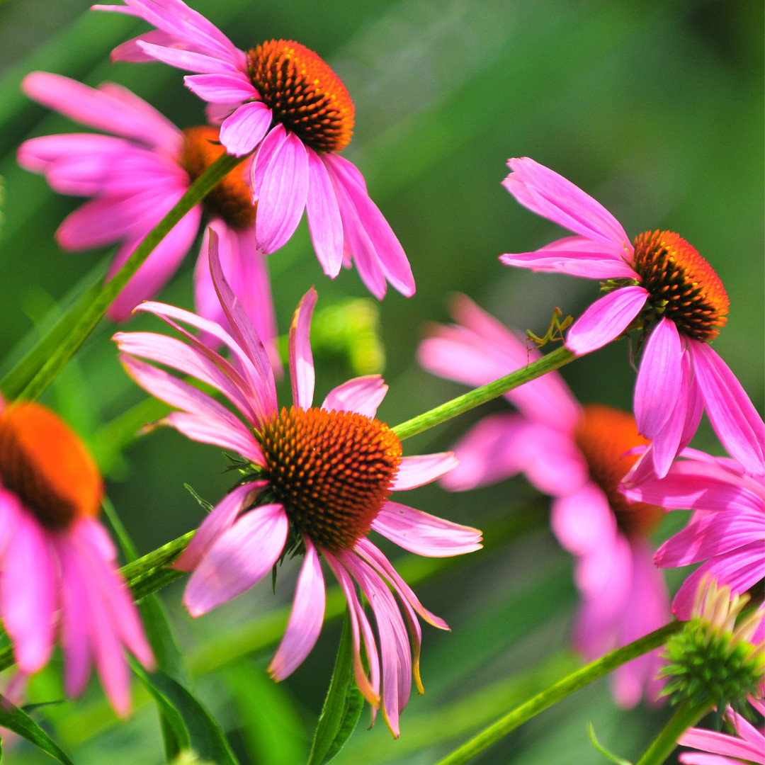 Fresh Echinacea Seeds | Purple Coneflower | Heirloom Non-GMO | Flower Seeds