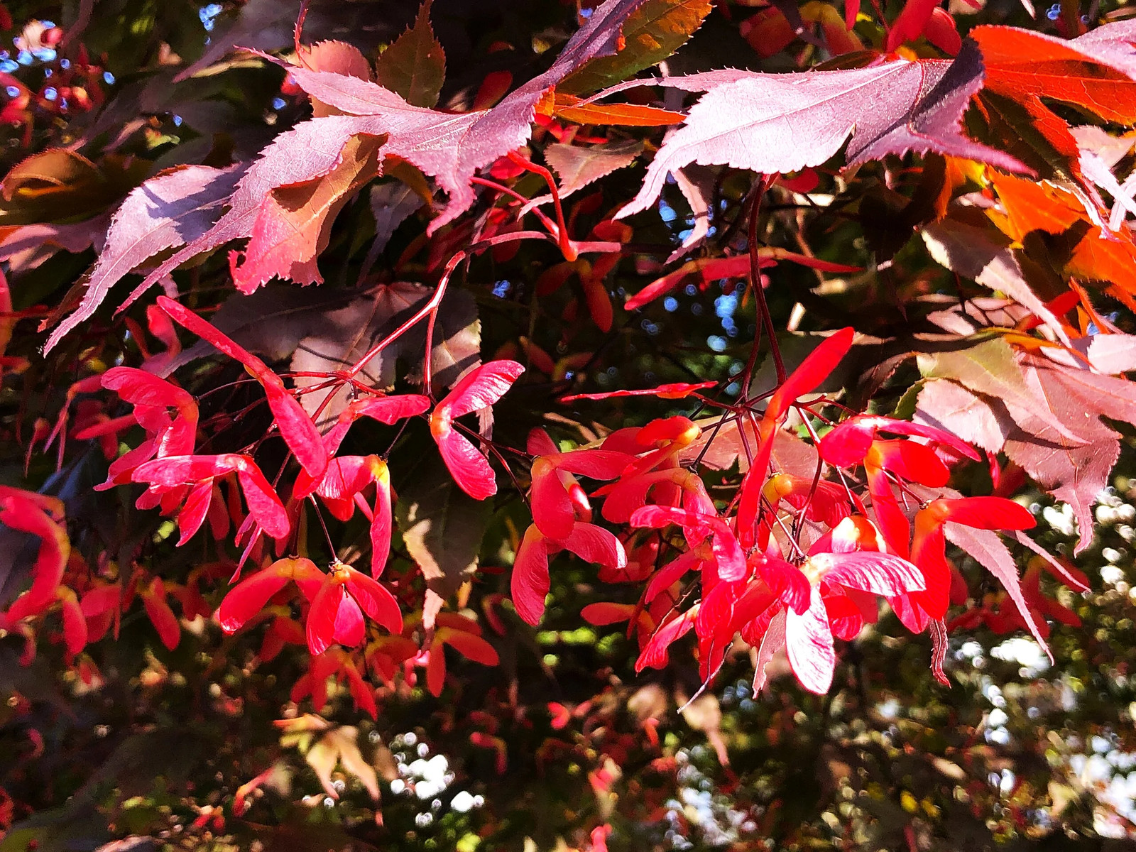 Red Japanese Maple Tree (Bloodleaf) Seeds – For 2026 Planting