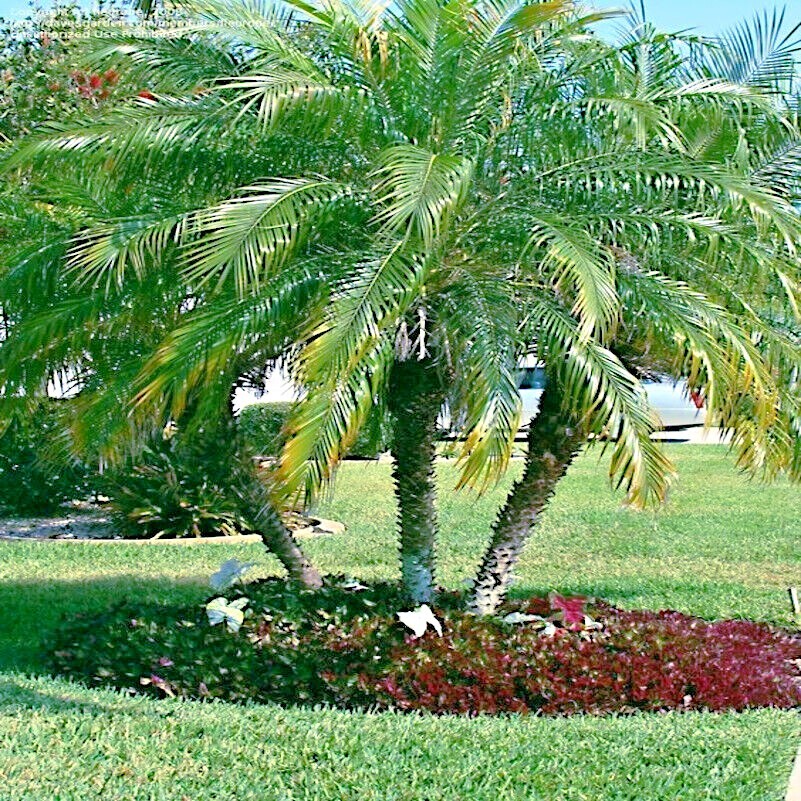 Dwarf Pygmy Date Palm Tree Seeds (Phoenix roebelinii) Great Indoor Houseplant