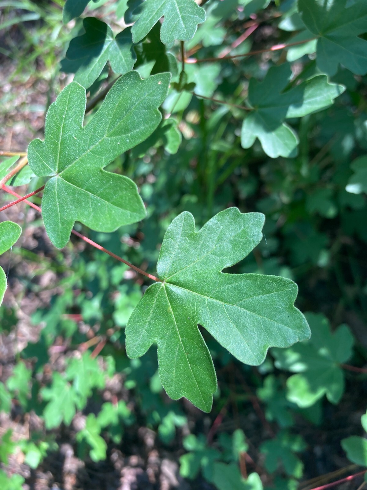 Field Maple Tree | Premium Seeds | Acer campestre ‘Fall’ | Plants’®