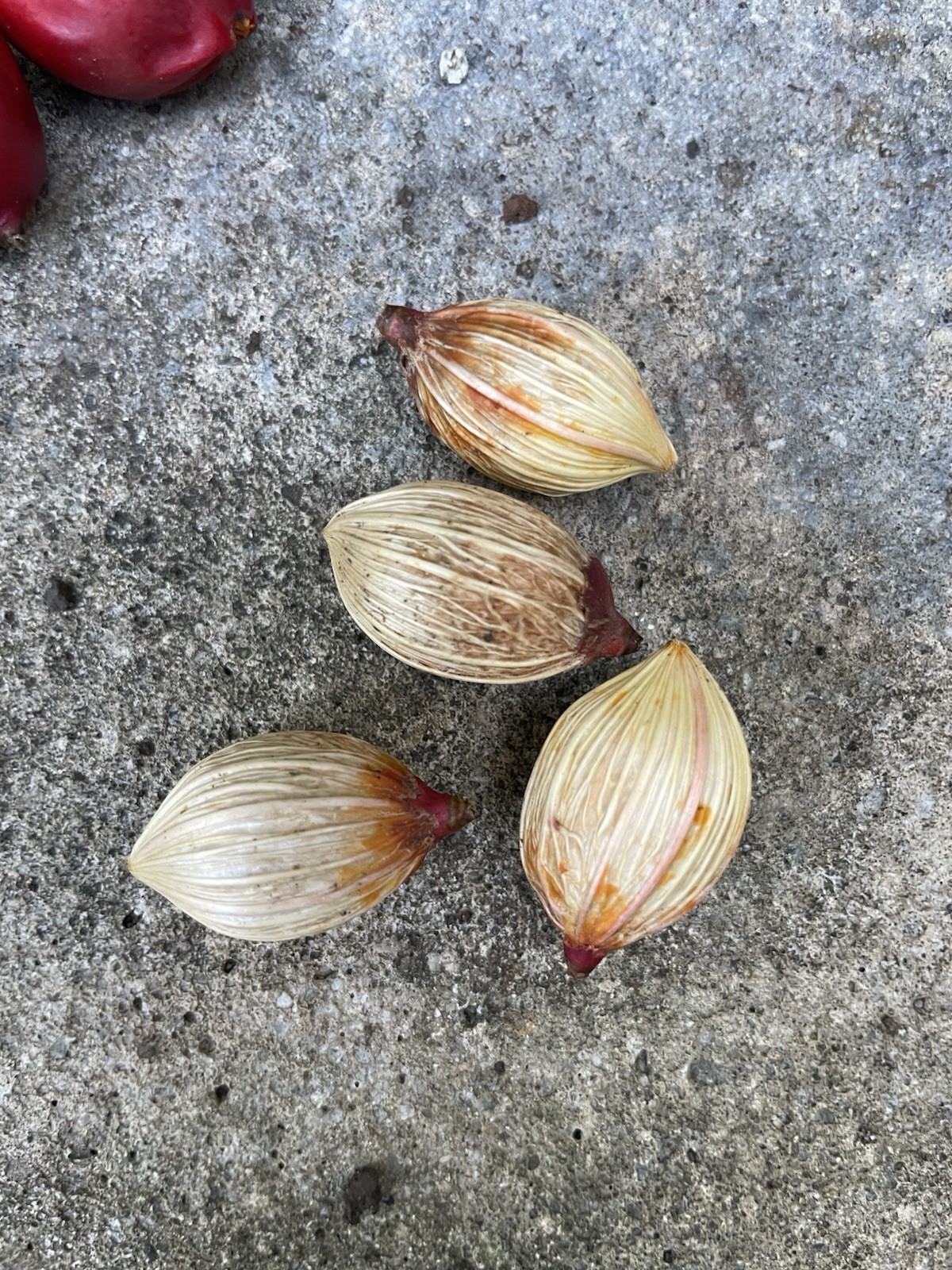 50 Seeds Christmas Manila Palm Tree Adonidia merrillii HAWAII GROWN Manoa Oahu