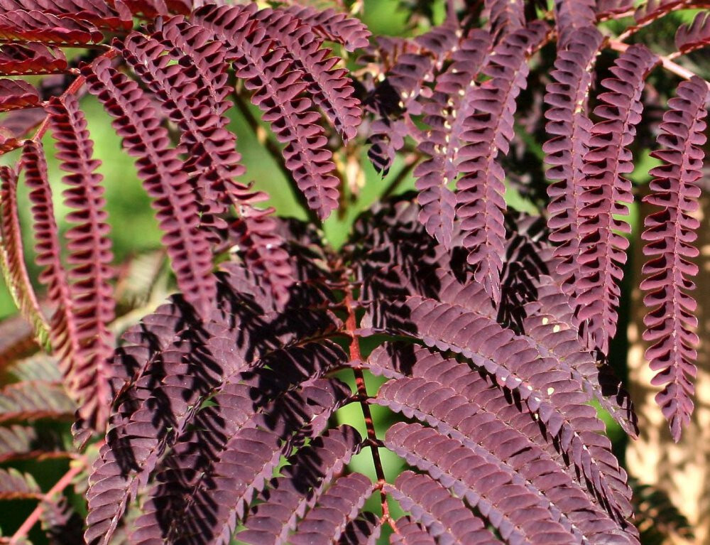 20 “COLD STARIFIED” Chocolate Mimosa Tree Seeds Silk Tree Albizia julibrissin
