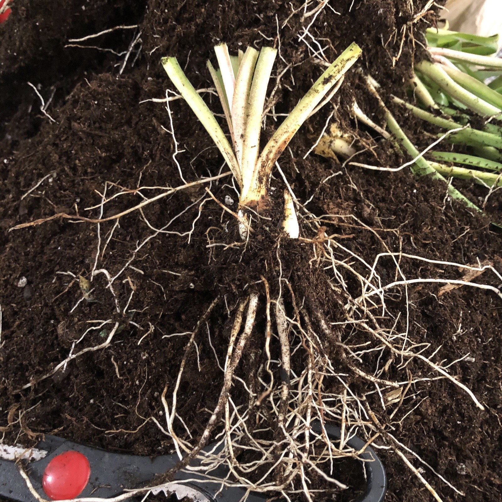 Tuberose bulbs double Pearl (Polianthus) Bare root plants set of 8+ Bubbletts
