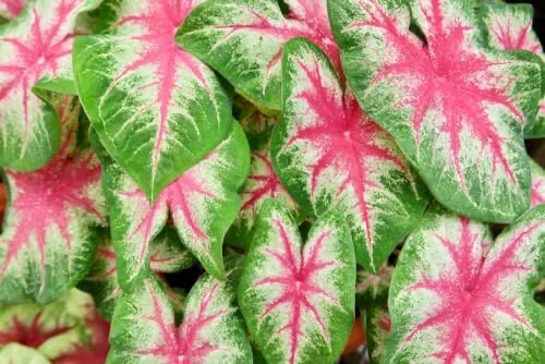 6 Kathleen Caladium Bulbs for Planting – Perennial Hosta, Elephant Ears