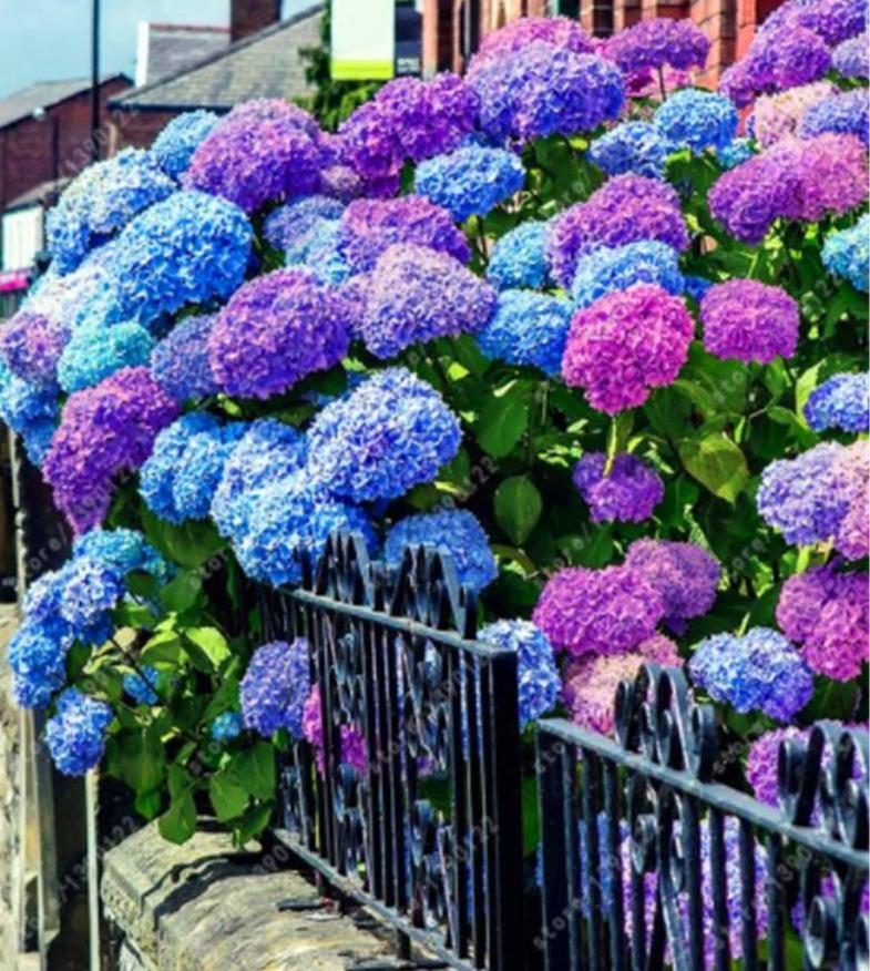 20 HYDRANGEA FLOWER SEEDS rare exotic ball bloom plant garden bush germination