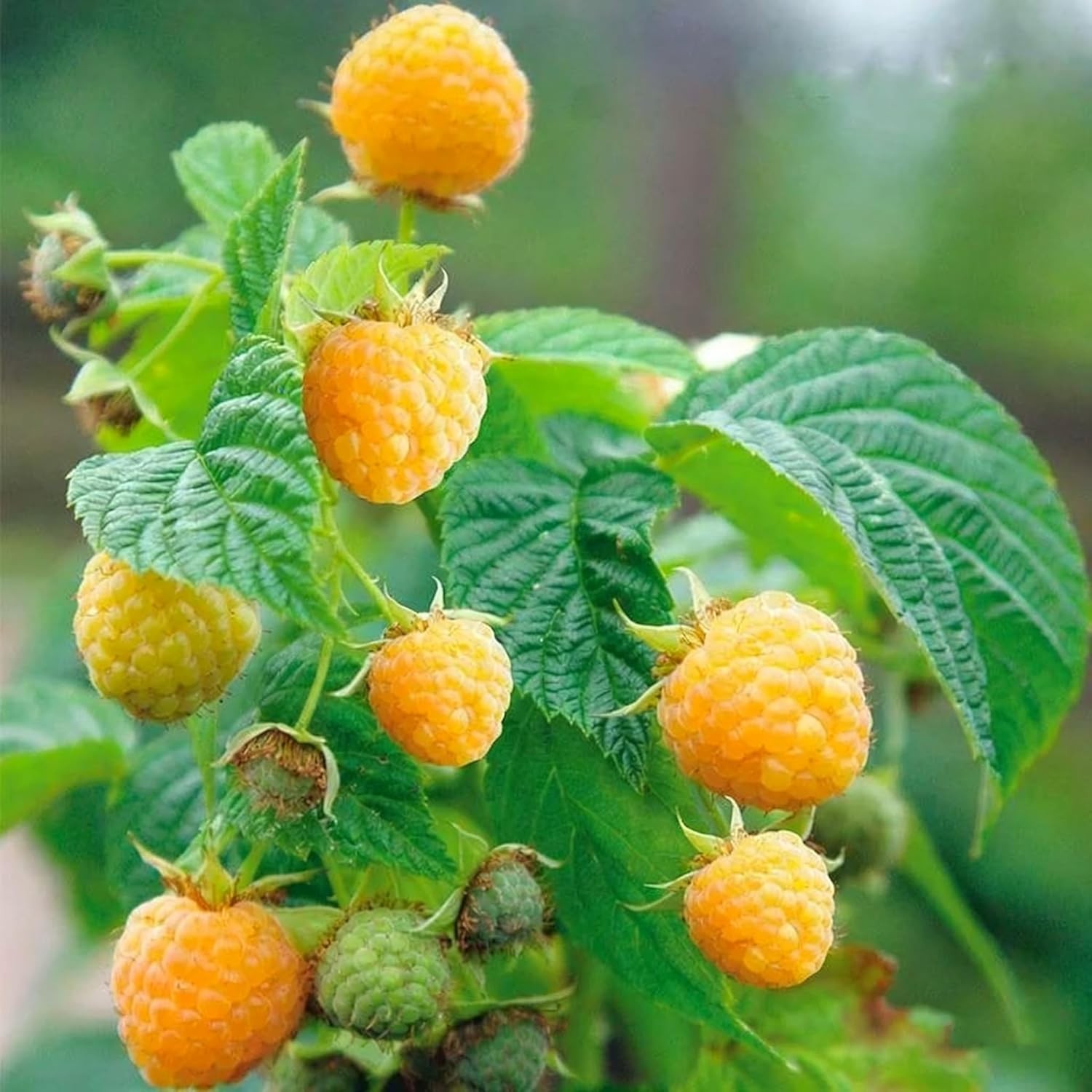 500 Raspberry Seeds, Mix Rubus Idaeus Seed for Planting, Perennial Non-GMO Fresh