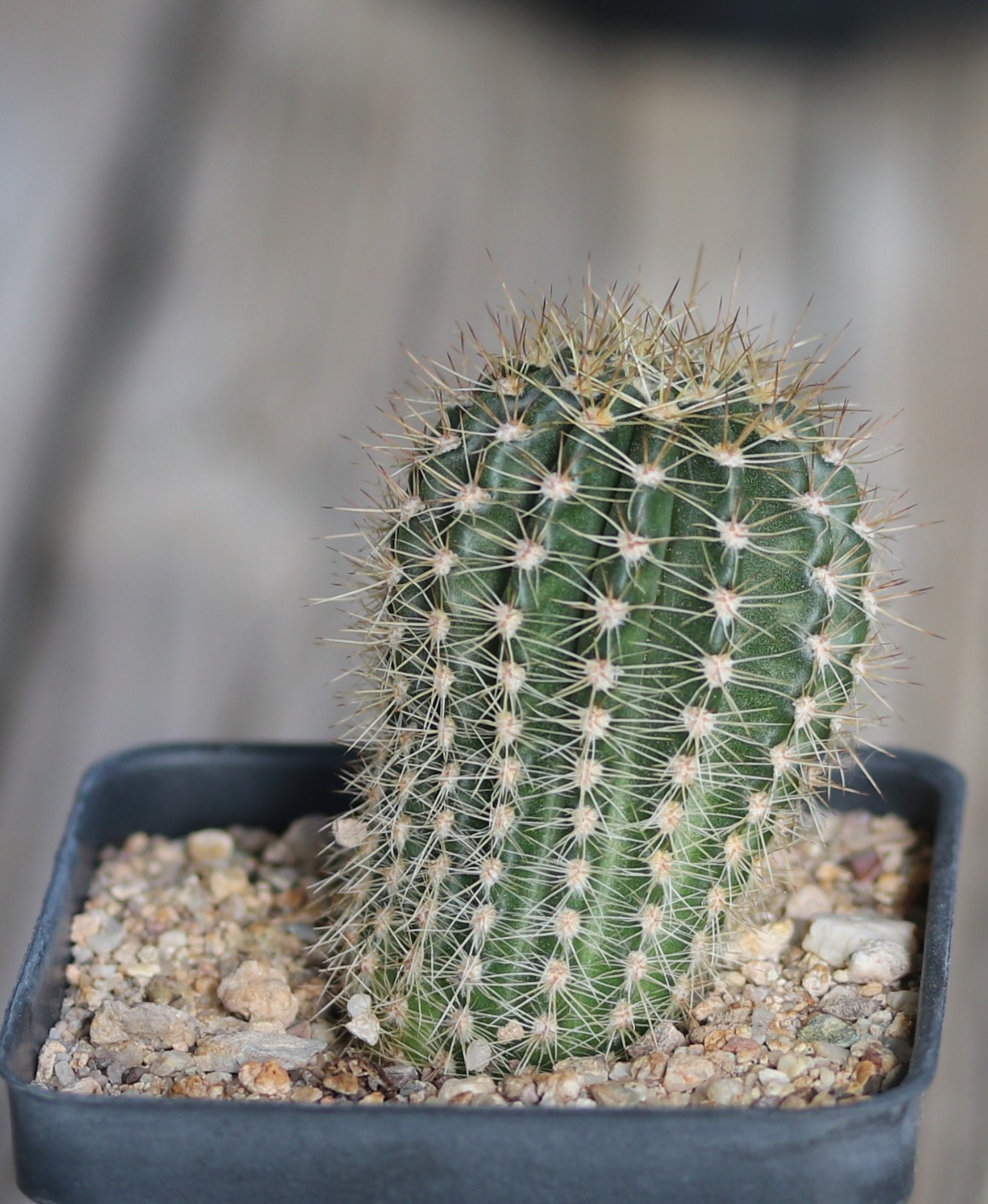 Echinopsis hybrid ‘Windigo’