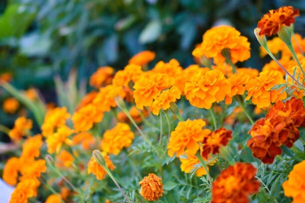 100 SPARKY FRENCH MARIGOLD SEED MIX | SALE FREE SHIPPING NON GMO BUTTERFLIES