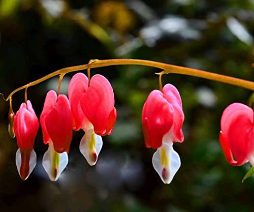 20 + Seeds Mixed Bleeding Heart Seeds Dicentra Spectabilis Shade