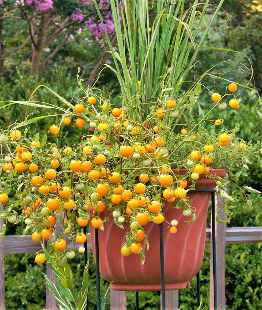 Patio Choice F1 Yellow Tomato (Dwarf) Seeds – For 2026 Planting AAS Winner