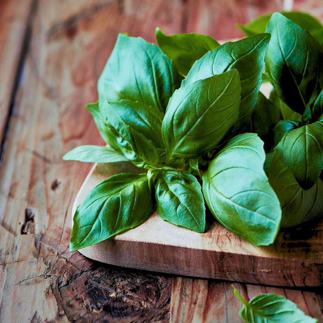 Fresh Italian Large Leaf Basil | Heirloom Non-GMO | Herb Seeds