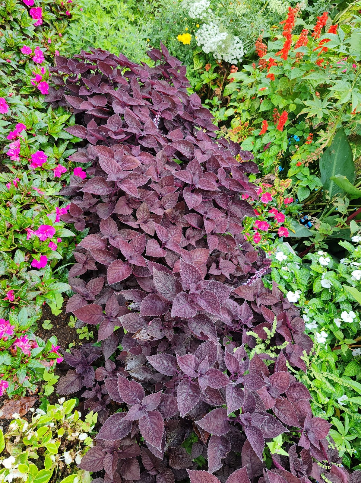 300 PURPLE SHISO aka PERILLA Frutescens Ornamental Herb Seeds Green & Purple