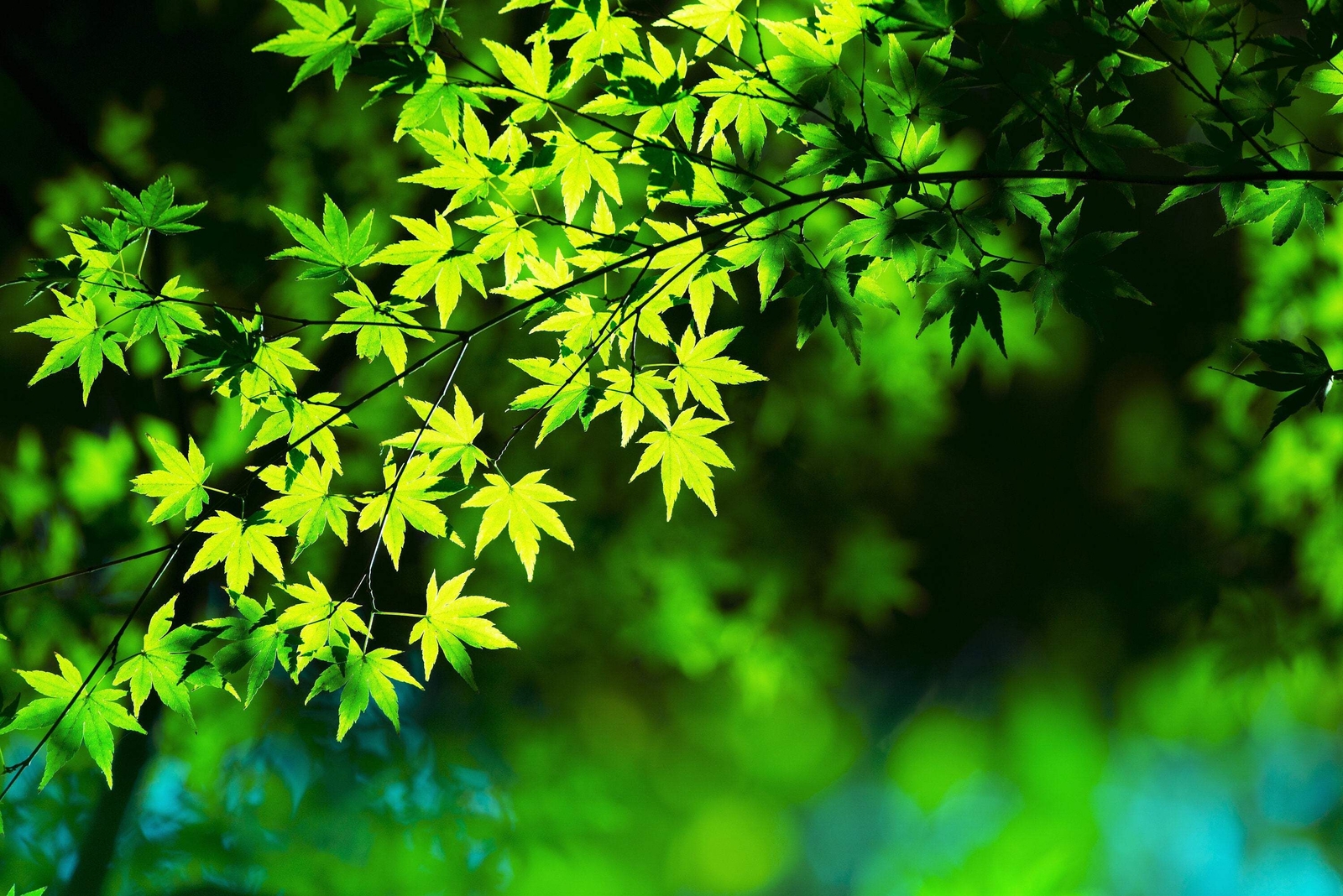 20 GREEN JAPANESE MAPLE Tree Ornamental Acer Palmatum Yellow Fall Foliage Seeds