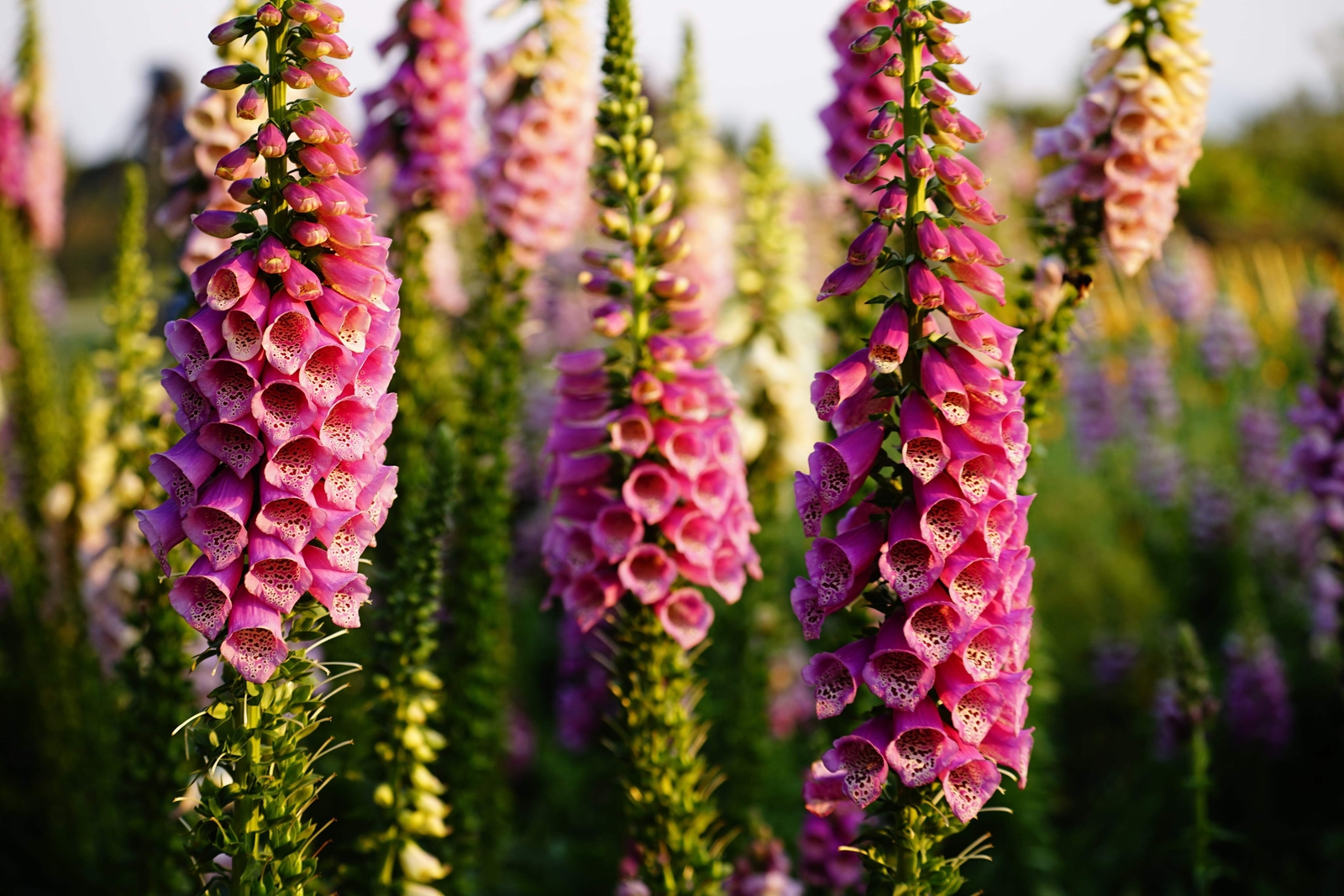 1000 PINK FOXGLOVE Digiitalis Purpurea Flower Seeds