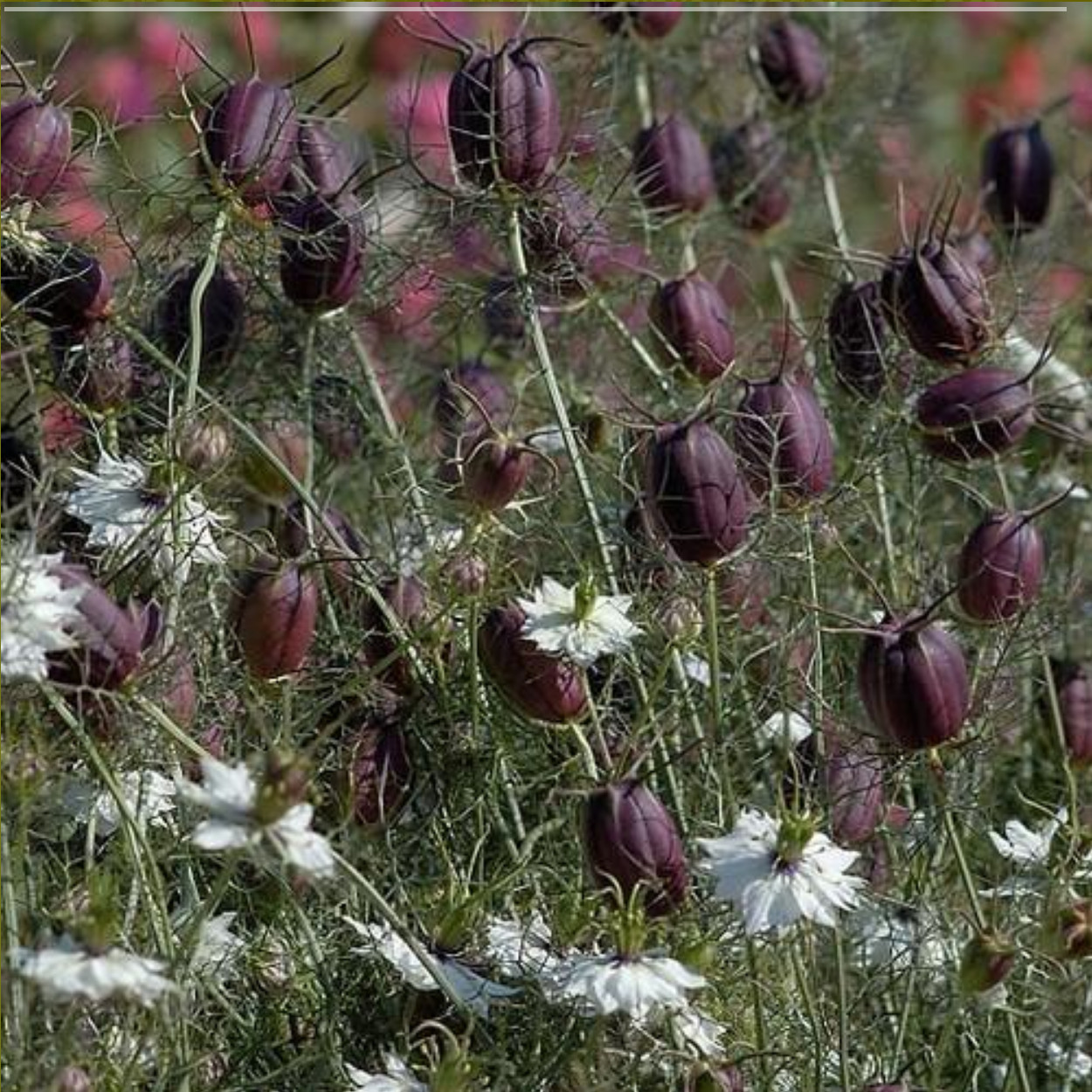 Nigella Damascena – Albion Black Pod seed