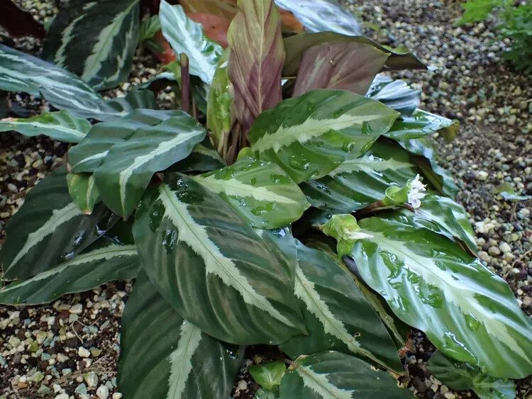 25+ Undulata Calathea Seeds for Garden Planting – USA – FREE SHIPPING!