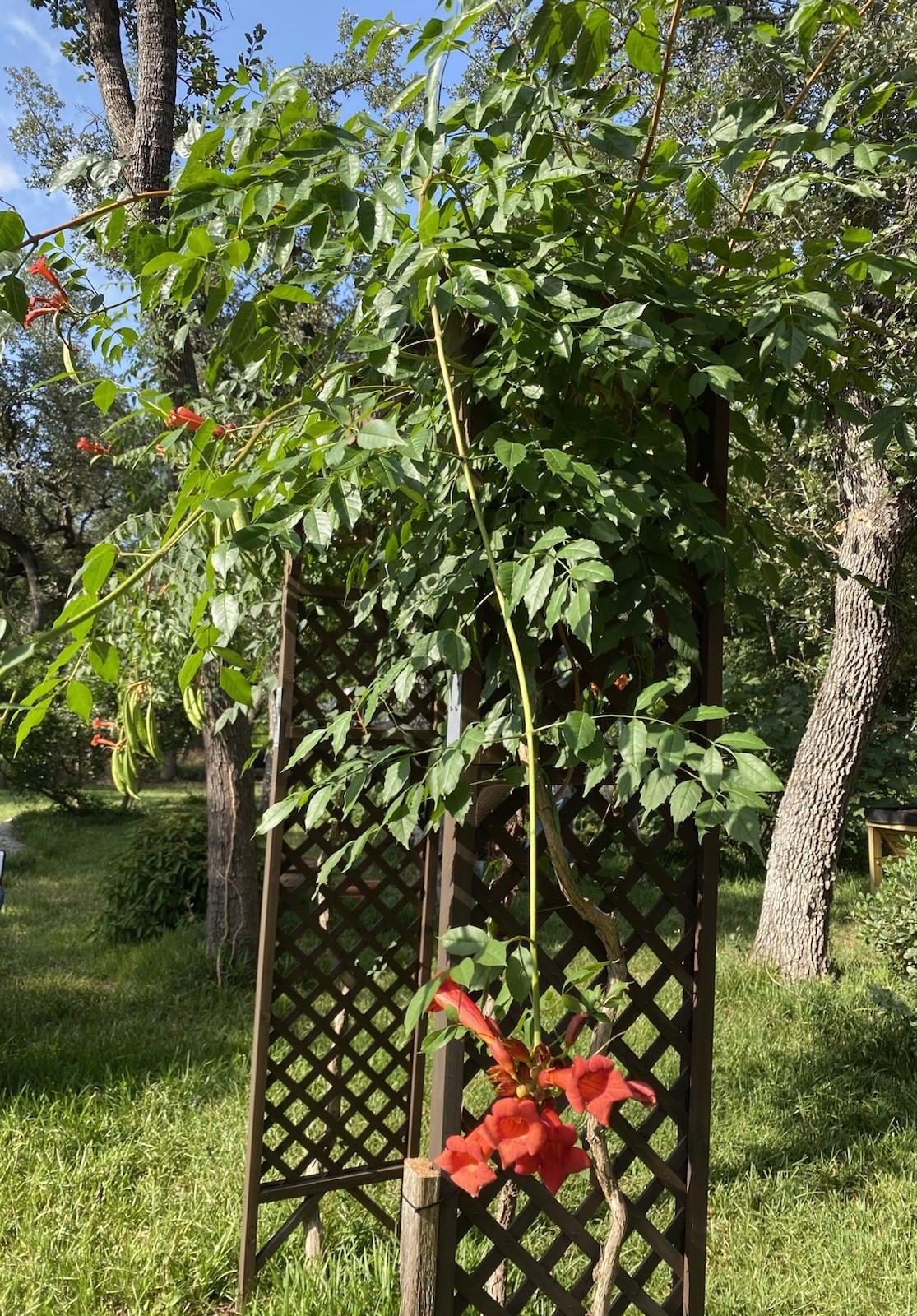 Orange Hummingbird (or Trumpet) Vine 25+ Seeds (Creeping Vine Plant) Pretty!