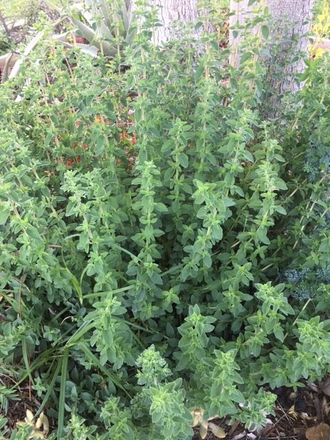 Fresh Cut Home Grown Herbs: Rosemary, Lavender, Garlic Chives, Oregano, Rue, Mar