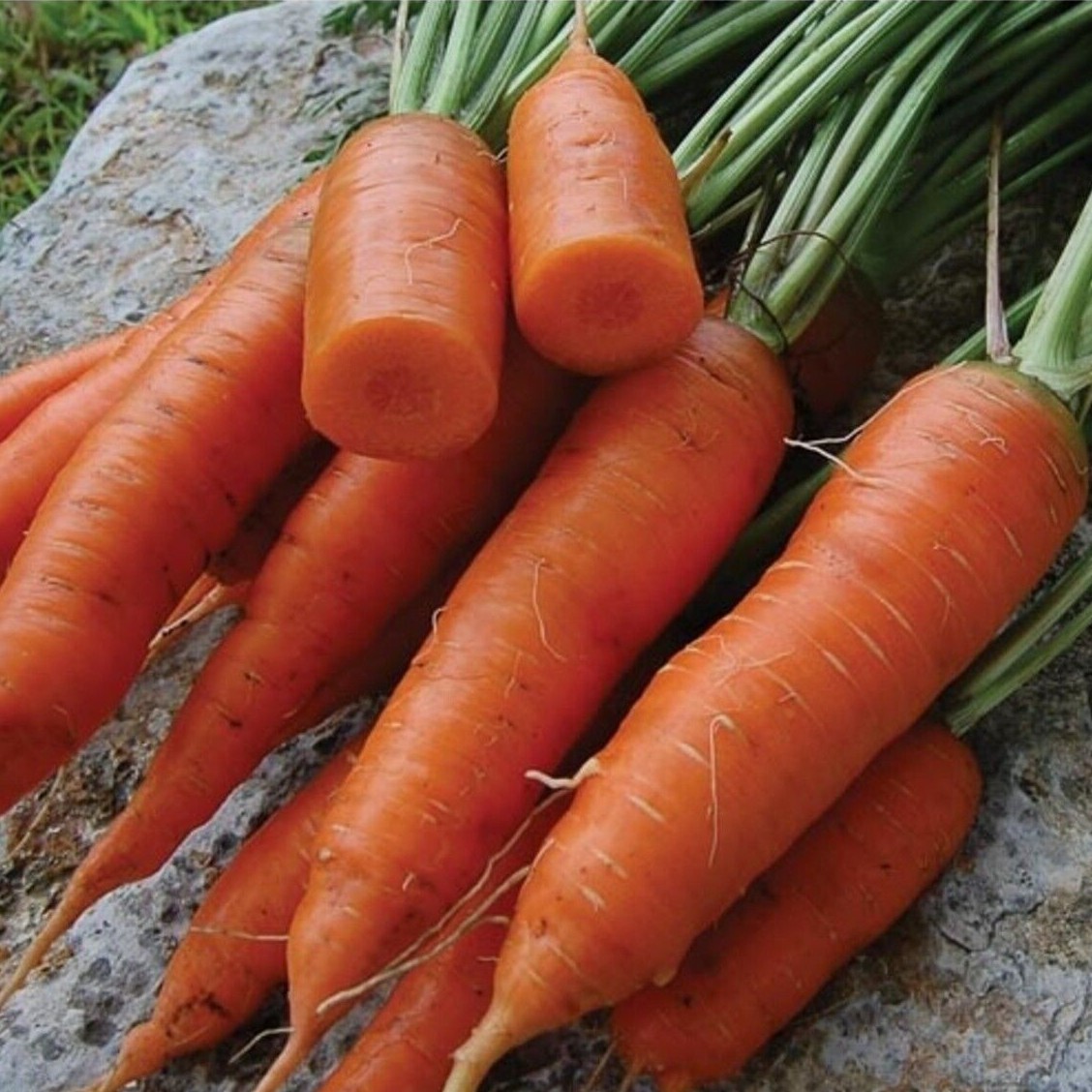 Chantenay Red Core Carrot Seeds, Beta Carotene, Vitamin A, NON-GMO, FREE SHIP