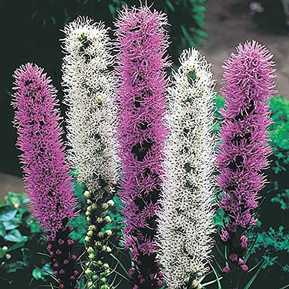 White Liatris Spicata – 5 Bulbs, Blazing Star Plant, Elegant Perennial Liatri…