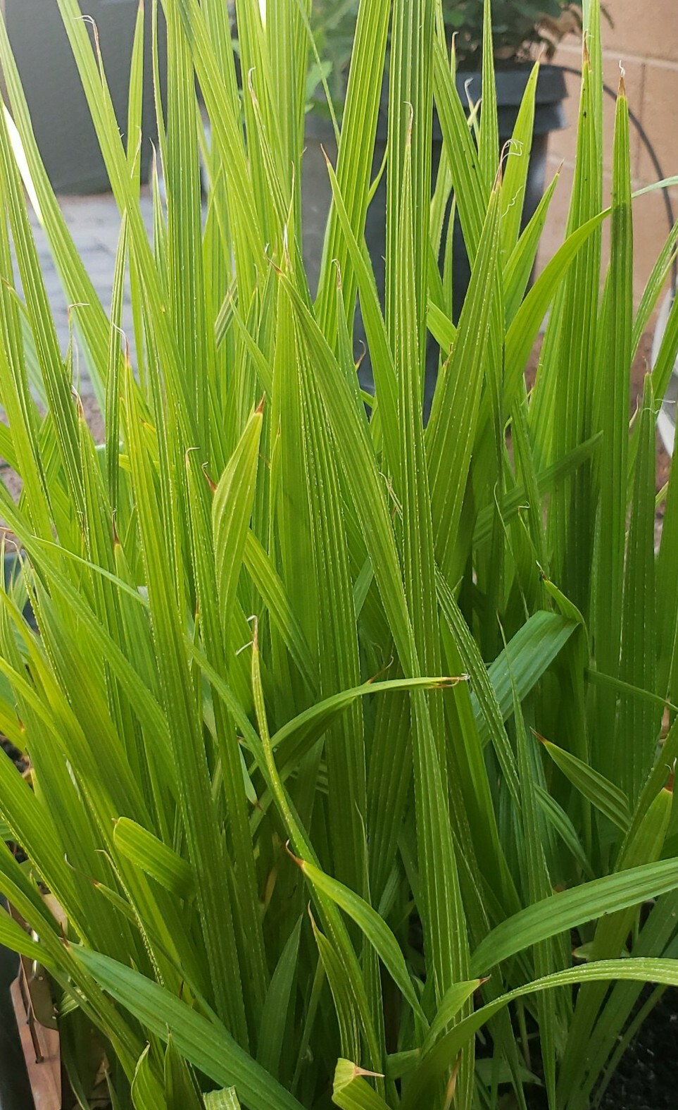 (2) 14- 18 INCHES, 2+ YEARS, WASHINGTON ROBUSTA, MEXICAN FAN PALM TREE SAPLINGS