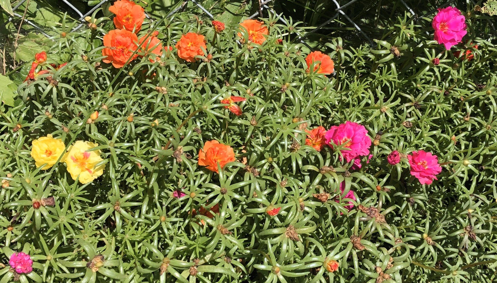 Moss Roses 100 Seeds Happy Hour Mix Moss Beautiful Flowers USA Seller Full Sun